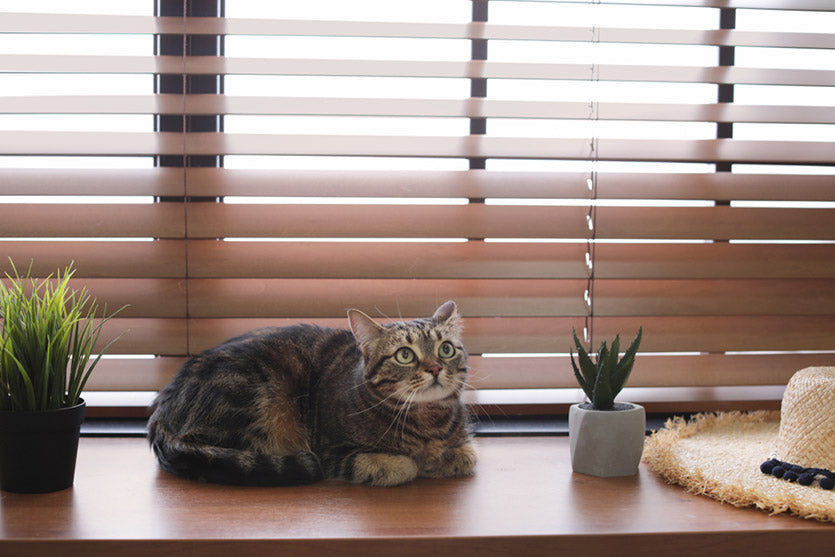 https://www.factorydirectblinds.com/cdn/shop/articles/Adorable-cat-and-houseplants-on-window-sill-at-home_835x.jpg?v=1605177086